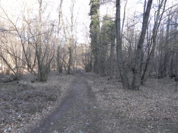 A Biò, sulla sterrata nel bosco verso il Lago Nero (47609 bytes)